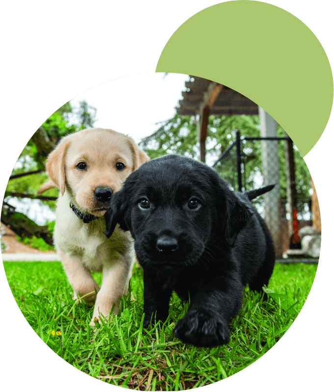 two cute puppies
