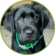 verde is the dogs name