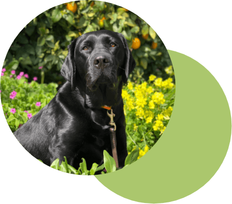facility dog image