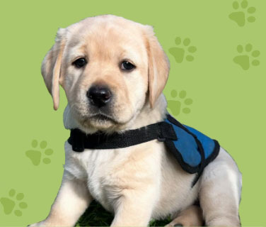 labrador puppy_mobile