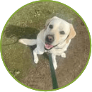 memphis puppy