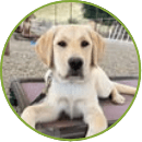 waylon puppy