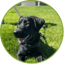 willow puppy
